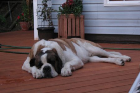 Daring dog dozing at home after dumpster dive