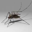West Nile now in B.C.