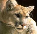 Rossland boy suffers cougar attack