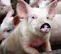 Swine flu funding on tap