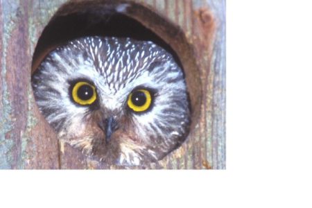 Locals get owly over wildlife
