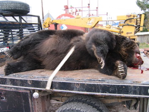  Grizzly bears being killed at up to double the number allowed by B.C. government: new research