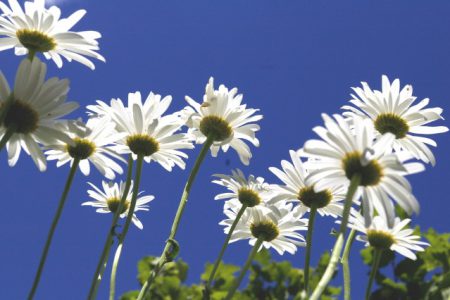 2010 Castlegar garden tour good to grow