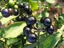 LETTER: Huckleberries for Haiti?