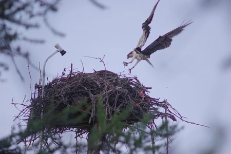 Camera on osprey nest shows three chicks in live web feed