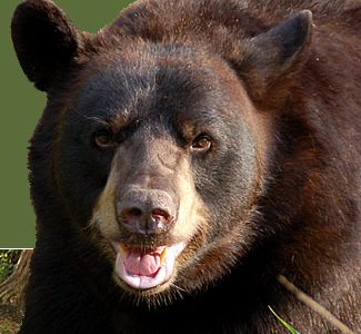 Can bear-ly believe it: local mom scares off bruin