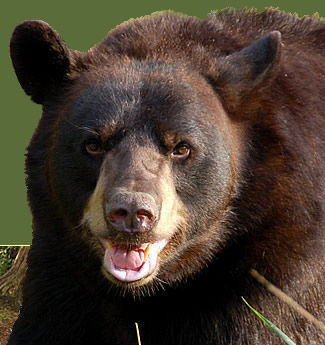 Can bear-ly believe it: local mom scares off bruin