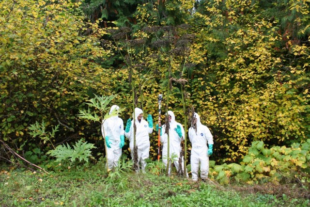 Giant Hogweed: it’s nasty and it’s here…