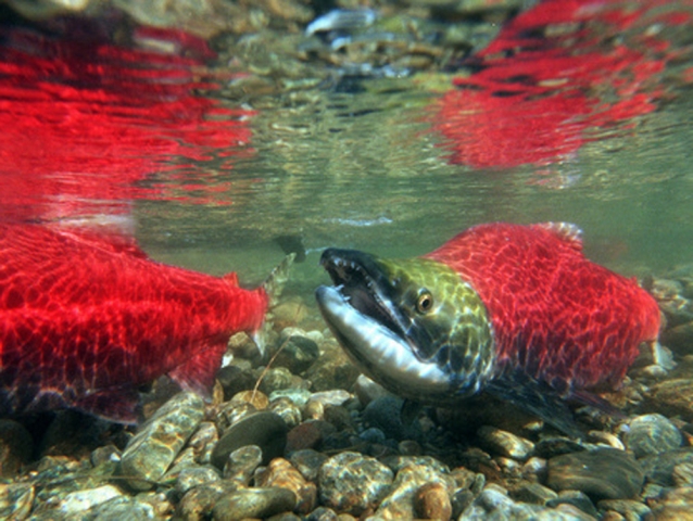 Hatchery-raised salmon threatening wild salmon in the Pacific Northwest