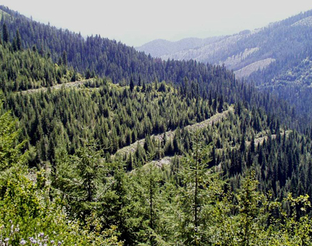 Cut reduced for tree farm licence near Valhalla Provincial Park