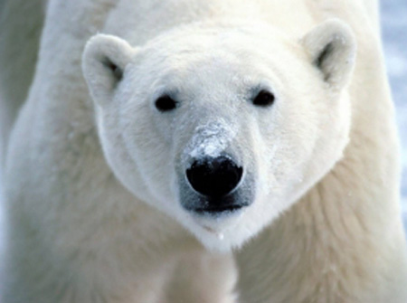 Polar bears have a fighting chance of survival