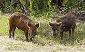 Roast pig not advised for Christina Lake hunters