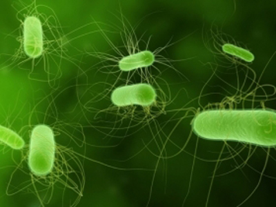 Europe's new E.Coli scare takes hold