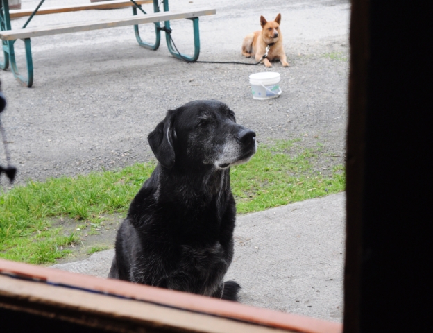 Canadians spend more time surfing the web than playing with their pets