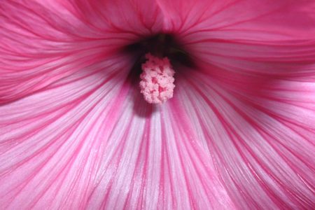 Slocan Valley Garden Tour flowers out this weekend