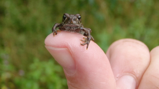 Help a toad or two cross a road at Summit Lake this week