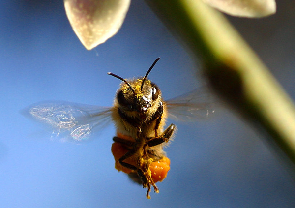 Solutions sought in BC for the plight of the honeybee