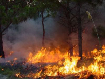 Human-caused Perry Creek fire 100 per cent guarded