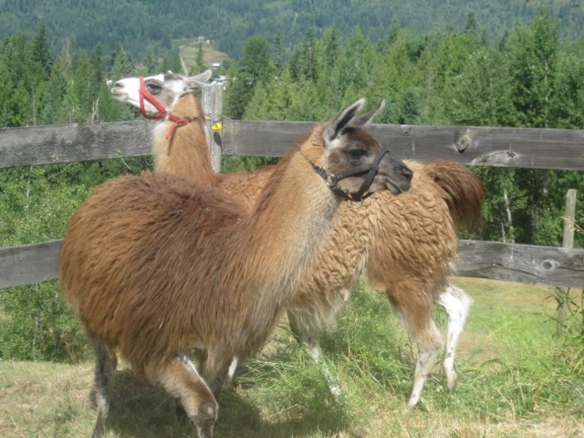 Llamas loose on local lawn