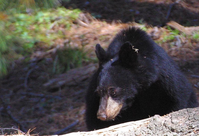 Man rescues dog from black bear attack near New Denver