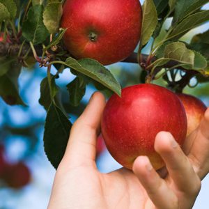 LETTER: Free fruit, ripe for the picking