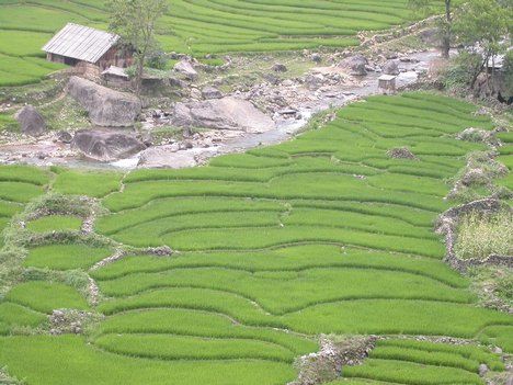 First radioactive rice found in Japan