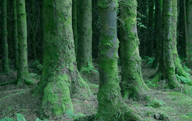 Healthy forests dialogue publishes results