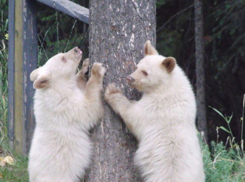 Trio of white bear cubs talk of the town in Elkford