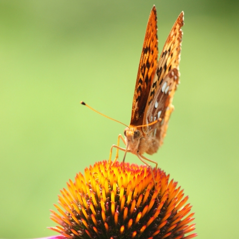 Snack on that! Are insects the future of food?