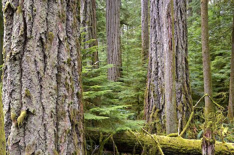 Selkirk College hosts a conversation on B.C. forests