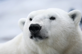 Polar bear threatens beaver as Canada national symbol