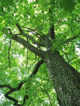 Greatest tree change in North America to hit B.C., Alberta