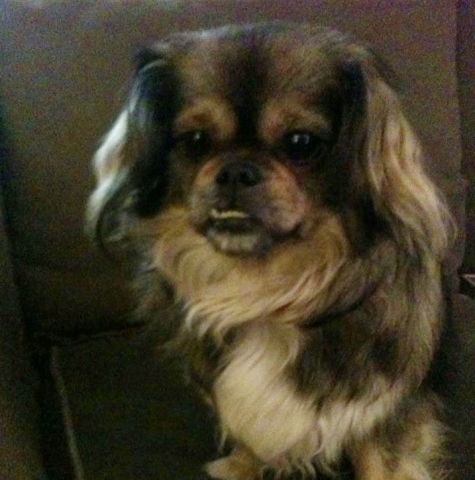 Five-year-old pekingese Japanese Chin escapes clutches of cougar during attack Sunday night in Fairview