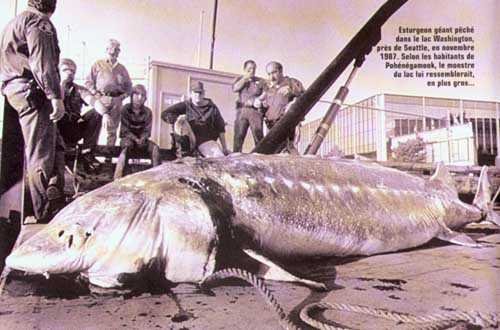 Rick Hansen to attend juvenile sturgeon release 