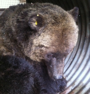 Three grizzly bears destroyed near Castlegar