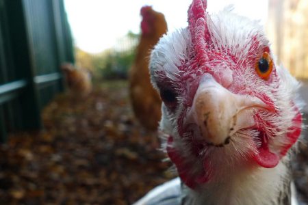 LETTER: Council's chicken decision coming home to roost