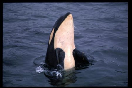 Ten years later, Vancouver aquarium celebrates release of Springer, the orphaned killer whale