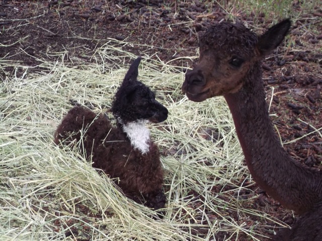 Ever named a baby alpaca before? Wanna try it now?