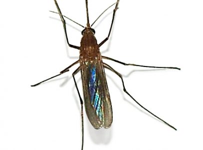 Cities across Texas ramp up mosquito control responding to West Nile virus