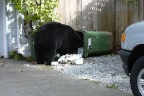 Christina Lake residents warned to clean up fruit and garbage