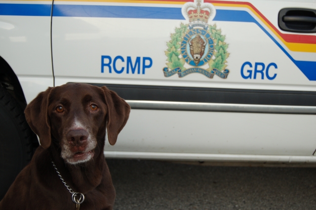 Local police dog taking retirement