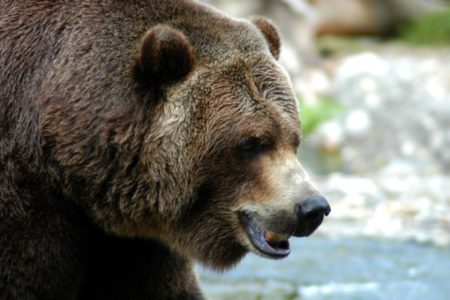 Kimberley couple in Calgary hospital after grizzly bear attack