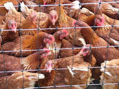 BC Medical officer releases statement re: new strain of bird flu