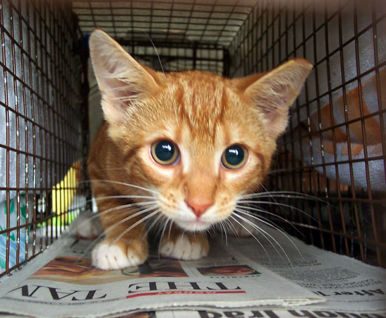 Traumatized kitty inspires cat convo at council