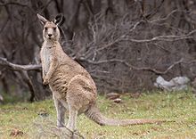 Australian politician injured by kangaroo