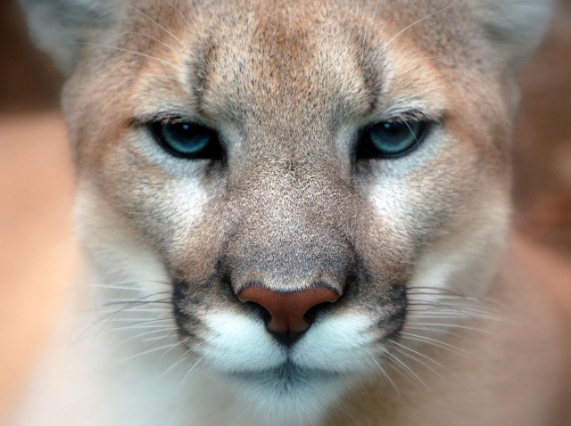 LETTER: Lack of deer to blame for cougar problems