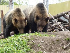 Landmark grizzly cub release staged from Castlegar