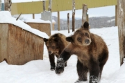 Grizzly cubs rescued and released
