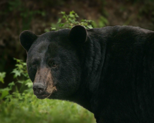 A black bear was hit on the highway near Christina Lake