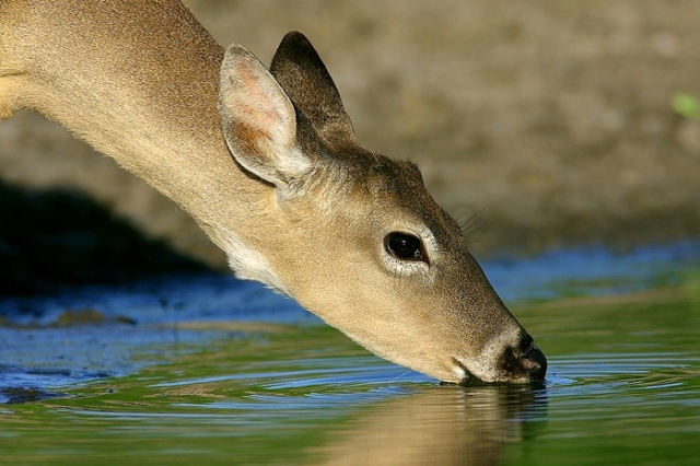 GF decides to work with WildSafe BC to manage the deer population